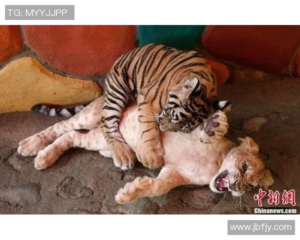 墨西哥老虎与美洲狮的生存之战谁能称霸野生动物界